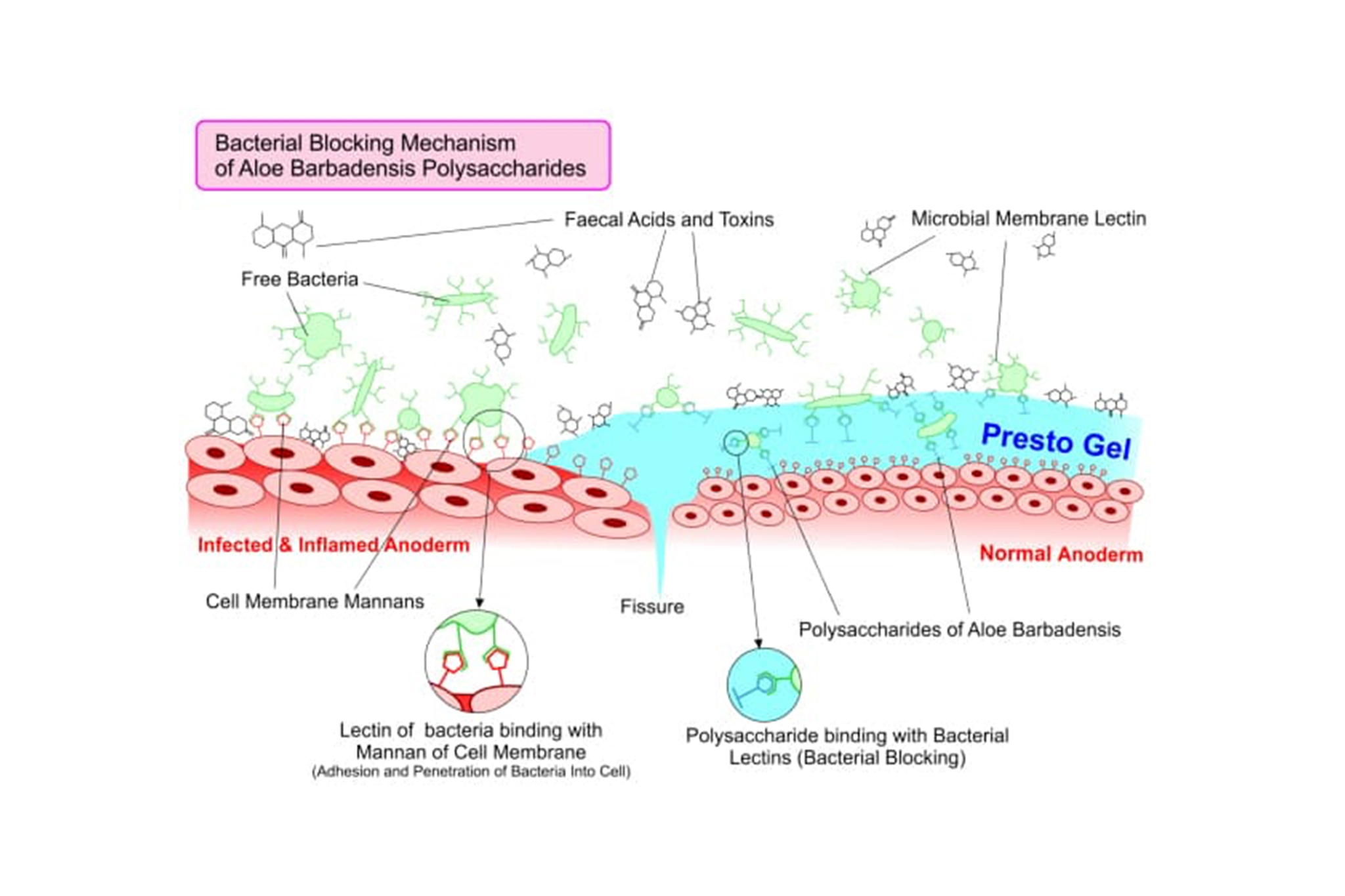 Bacterial Blocking Mechanism of Aloe barbadensis polysaccharides